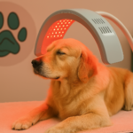 Luminothérapie avec chien